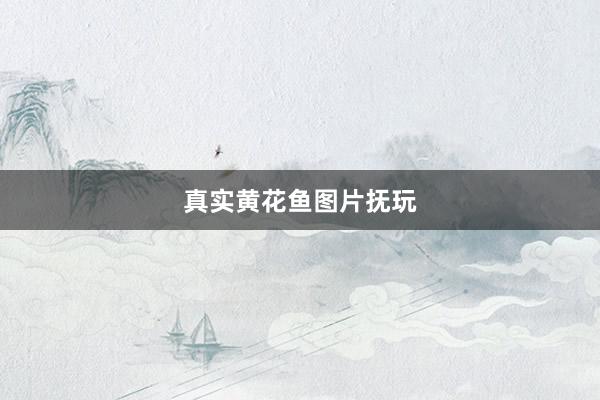 真实黄花鱼图片抚玩